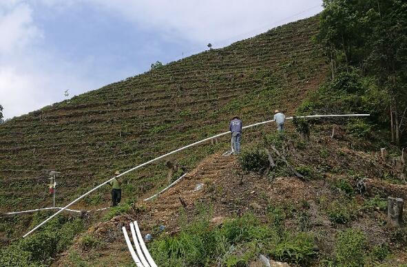 巧用滴灌，農(nóng)專(zhuān)家手把手教你種出好柚子！